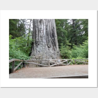 Redwoods California Nature Photography Pacific Northwest Posters and Art